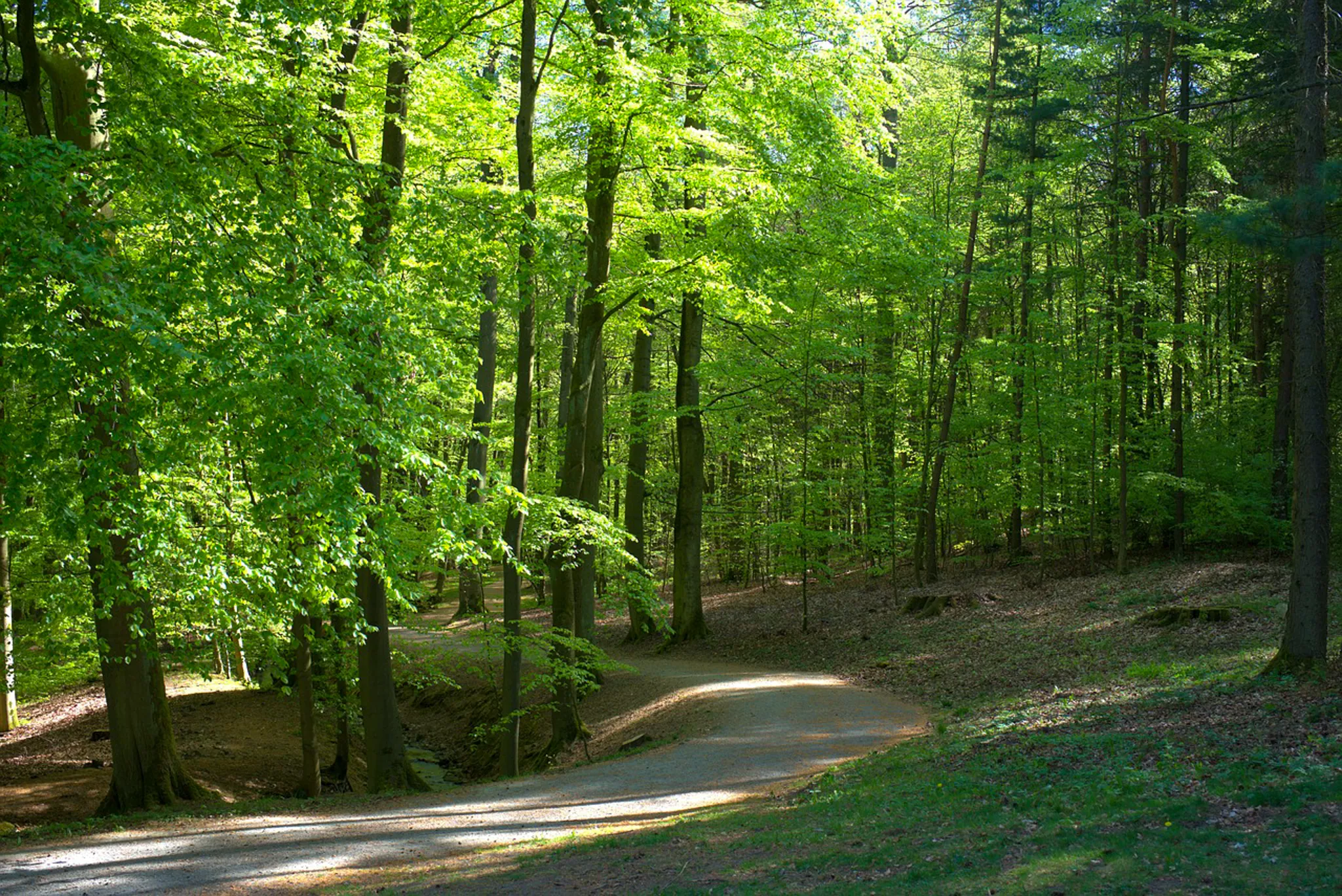 Wald im Nebel Habichtswald